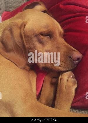 Eine sehr müde Red fox Labrador Retriever Hund zusammengerollt in einer Kugel und tief und fest schlafen wie ein Baby Stockfoto