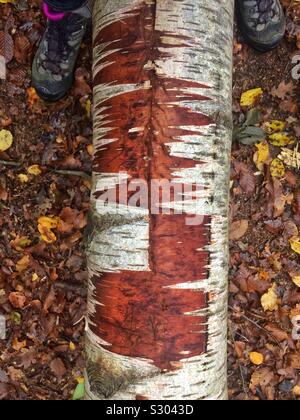 Die gefallenen Baumstamm Silver Birch auf einen Herbst Waldboden mit schönen Texturen, mit den Füßen einer Frau in Wanderschuhe auf beiden Seiten Stockfoto