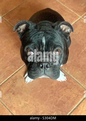 Super niedlich und komponiert schwarze Französische Bulldogge Hund bis in die Kamera schaut Stockfoto