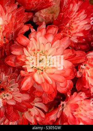 Schöne frische rote Nelke Blume in voller Blüte Stockfoto