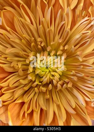 Schönen frischen Orange und gelbe Chrysantheme Blüte Stockfoto