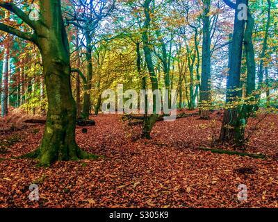 Buchenholz im Herbst Stockfoto