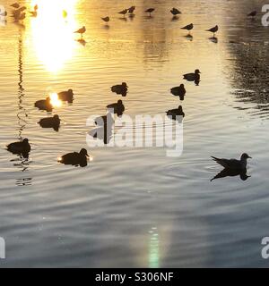 Enten und Möwen auf dem Teich bei Sonnenaufgang Stockfoto