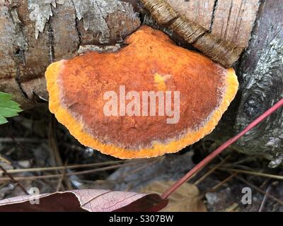 Orange Regal Pilz Pilz wachsen auf eine Birke im Herbst Stockfoto