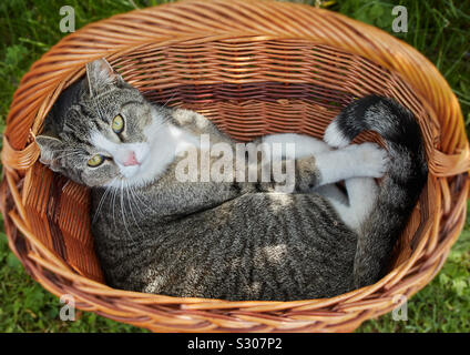 Eine junge grau beige Cat liegt in einem Korb auf grünem Gras und schaut direkt in die Kamera. Stockfoto