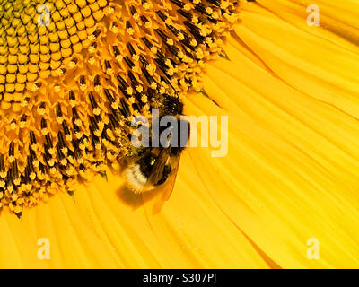 Eine schöne Hummel sitzt auf einem gelben Sonnenblumen blühen und sucht nach Honig, der Pollen auf die Beine sehen Stockfoto