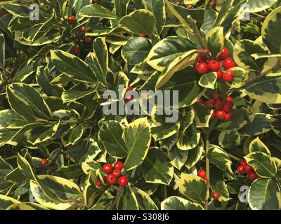 Beeren auf einem holly bush mit vielfältigen Grün und Gelb Laub Stockfoto