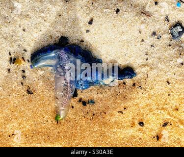 Blaue Flaschenqualle, Pacific man O war, am Sandstrand von Bondi, Australien Stockfoto