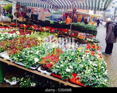 Wuppertal St. Laurentius Markt. Pflanzen und Weihnachten Dekoration Paraden. Deutschland Stockfoto