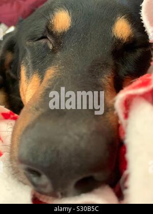 Schlafen müde schwarz und tan Hound Dog Stockfoto