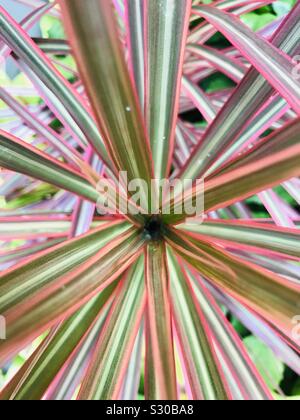 Dracaena marginata , rote Farbe scharfe Blätter, Madagaskar Dragon Tree, Mehrfarbige Blätter, Yucca Pflanze, Regenbogen Baum, Tricolor, Variegata, Croton Pflanze Stockfoto