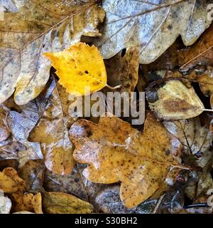 Nahaufnahme des nassen, toten Herbst Blätter auf dem Boden. Stockfoto