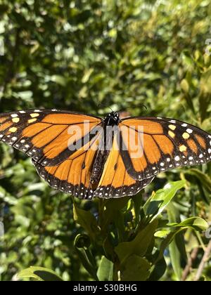 Nahaufnahme einer monarch butterfly ruht auf grünen Strauch Stockfoto