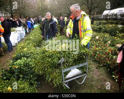 Ein Kunde lädt seine Trolly mit Mistel bei der jährlichen Weihnachten Mistel und Holly Auktion bei Mühlhausen/Thüringen UK. Stockfoto