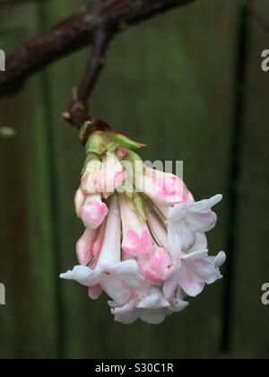 Viburnum bodnantense Dawn Stockfoto