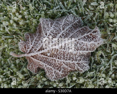 Frosty Blatt im Garten Stockfoto