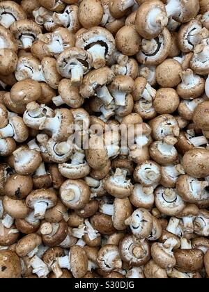 Viele frische reife und Raw braune Pilze, Pilze, Pilze, Pilze, Pilze, und Champignon Pilze, Stockfoto