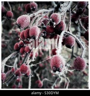 Frost Weißdorn-Beeren Stockfoto
