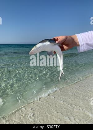 Baby Hai gefangen auf Destin, Florida Beach Stockfoto