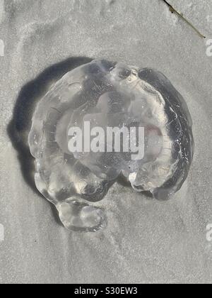 Crystal Quallen am Strand sand Stockfoto