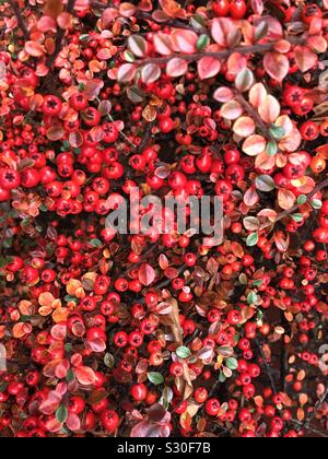 Cotoneaster horizontalis mit Beeren und rote Blätter im Herbst Stockfoto