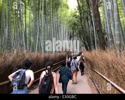 Arashiyama Bamboo Grove, auch als die Sagano Bambus Wald im Westen von Kyoto, Japan bekannt. Stockfoto