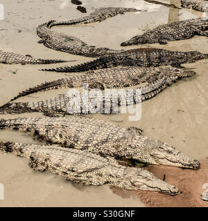 Nilkrokodile in einem schlammigen Pool an einem Wildlife Ranch in der Limpopo Provinz, Südafrika. Viele Krokodile sind für ihre Felle gezüchtet, genutzt Luxus Leder zu machen, im südlichen Afrika. 2016. Stockfoto