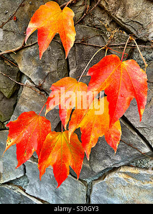 Herbst Efeu an einer Wand Stockfoto