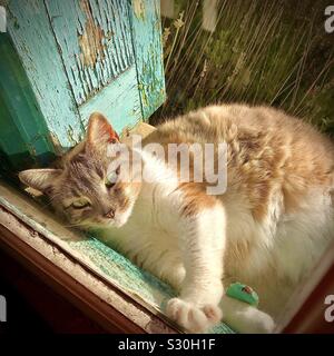 Schildpatt Katze innen durch Fenster suchen. Stockfoto