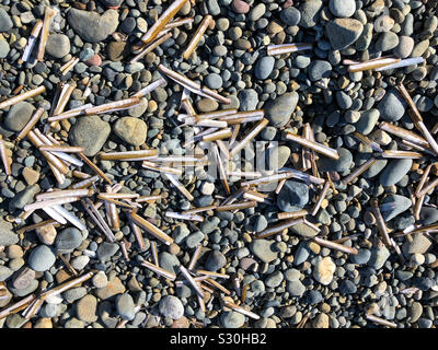 Mit einem Hintergrund von Kieselsteinen und gestochen Fische Muscheln auf Newgale Strand, Pembrokeshire, Wales Stockfoto