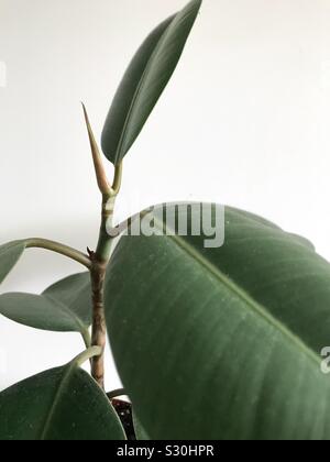 Ficus elastischem Gummi baum Pflanze Stockfoto