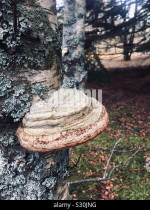 Eine ausgereifte Birch Polypore Pilz oder Razorstrop Pilz (Piptoporus betulinus), wächst auf einem silbernen Birke Stockfoto