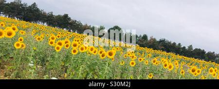 Sonnenblumenfelder, Talmont St Hilaire, Vendee, Frankreich Stockfoto