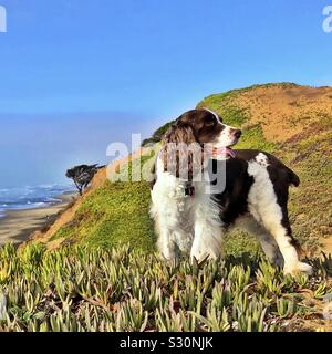 Schöne English Springer Spaniel Meister zeigen Hund im Freien mit Blick auf die malerischen Felsen hoch über dem nördlichen Strand Shorebreak Stockfoto