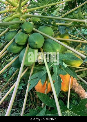 Frisches rohes Obst reife Papaya am Baum Stockfoto