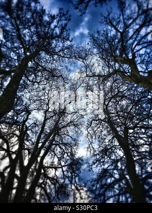 Die froschperspektive von hohen Platanen im Winter. Stockfoto