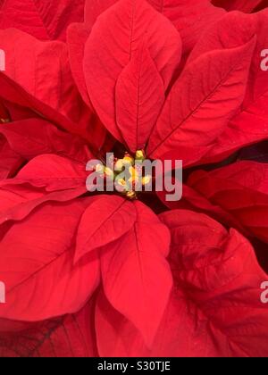 Schöne frische rote Weihnachtsstern Blume Stockfoto