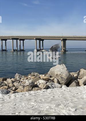 Great Blue Heron, die von einem Felsen mit Blick auf die Brücke und den Golf von Mexiko Wasser Stockfoto