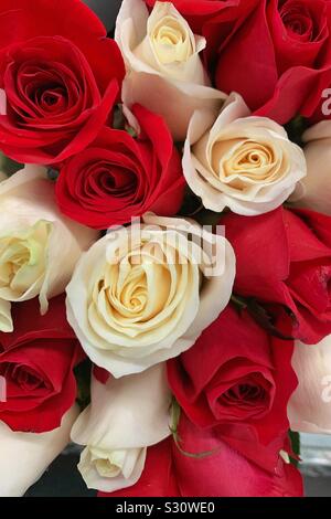 Frisches Bouquet von roten und weißen Rosen Stockfoto