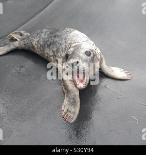 Seal pup: Gerettet baby Dichtung. Stockfoto