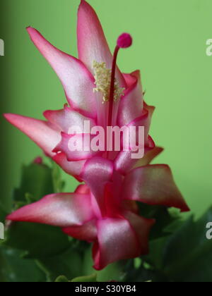 Falsche Weihnachtskaktus in der Blüte (Schlumbergera Truncata) Stockfoto