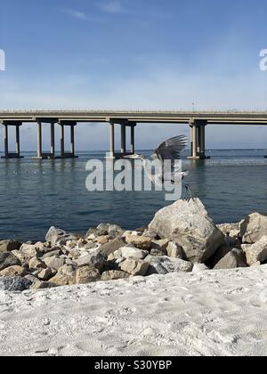Great Blue Heron vom Großen Felsen am Strand Stockfoto