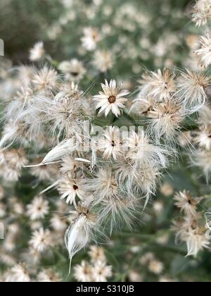 Flauschigen weißen saltbush Blüten Stockfoto