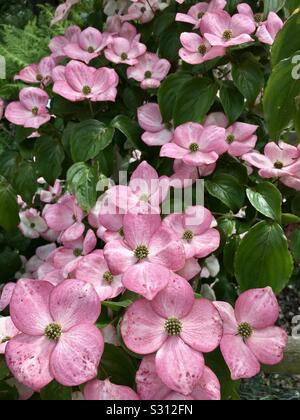 Cornus kousa auch als japanischer Hartriegel Blüte bekannt Stockfoto