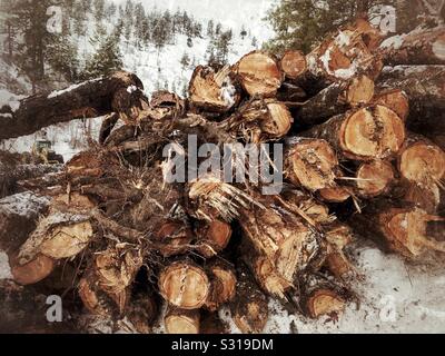 Frisch angemeldet Bäume im Schnee mit immergrünen Bäumen auf einem Hügel in der Ferne angehäuft. Stockfoto