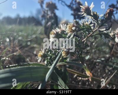 Ein Frost Aster belebt mit frühlingshafte Wetter im Dezember, North Carolina Stockfoto