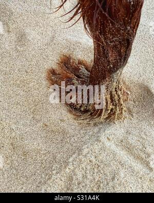 Die sandige, haarige Pfote eines roten Setter-Hundes, der am Strand einen Pfotenabdruck macht Stockfoto