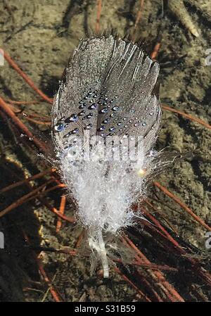 Feder mit Wassertropfen Stockfoto