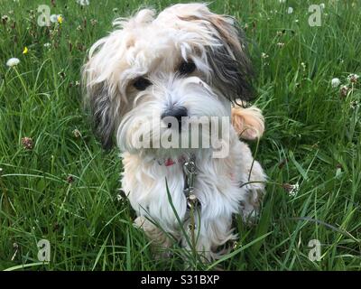 Flauschige Hund im Gras liegend Stockfoto