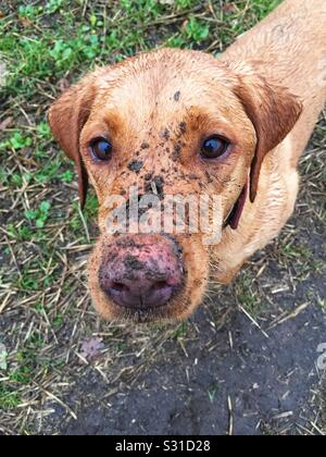 Der Kopf und das Gesicht eines sehr schmutzigen Hundes, der nach einem sehr langen Spaziergang mit Kopffläche von Schlamm und Schmutz und Erde bedeckt war Stockfoto